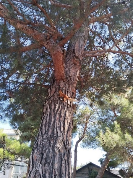 Obraz squirrels on a pine tree