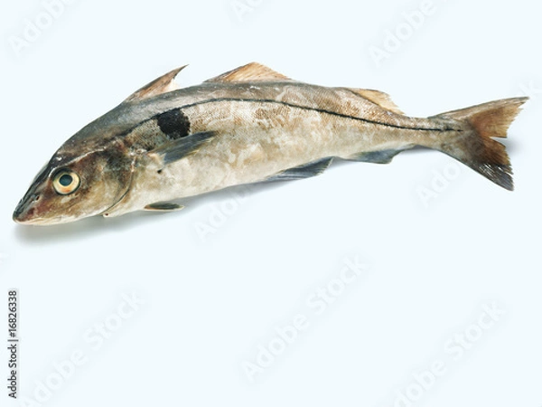 Obraz Haddock (Schellfisch)