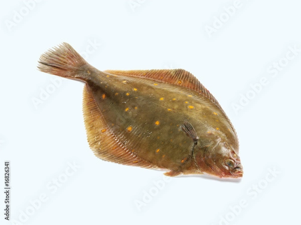 Obraz Plaice (Scholle)