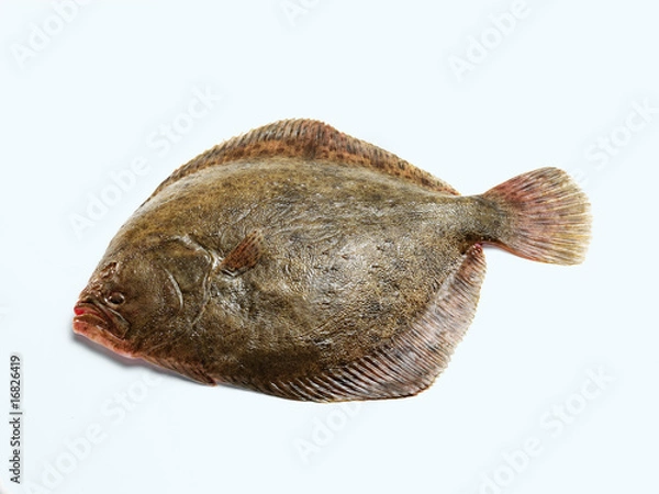 Obraz Turbot (Steinbutt)