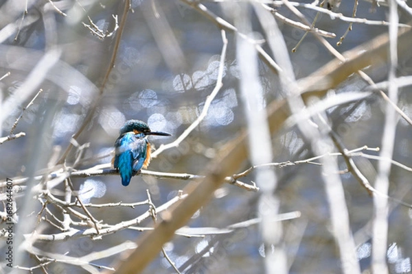 Fototapeta 枝に留まっているカワセミ
