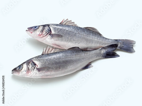 Obraz Sea Bass (Wolfsbarsch)