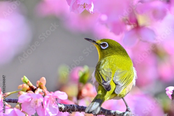 Fototapeta 河津桜とメジロ