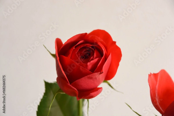 Fototapeta 赤いバラ
