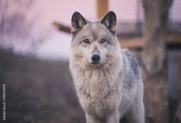 Obraz Wolf At Dusk