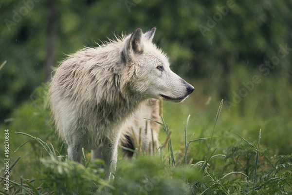 Obraz Wolf In The Rain