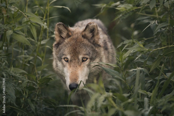Obraz Wolf In The Wilderness