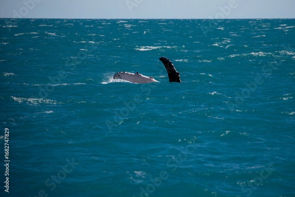 Fototapeta A Humpback whale (Megaptera novaeangliae) playing in the ocean.	