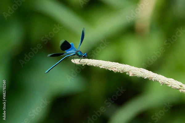 Fototapeta A male Banded Demoiselle damselfly (Calopteryx splendens) on a sedge flower, wings spread about to take flight, against a blurred background.
