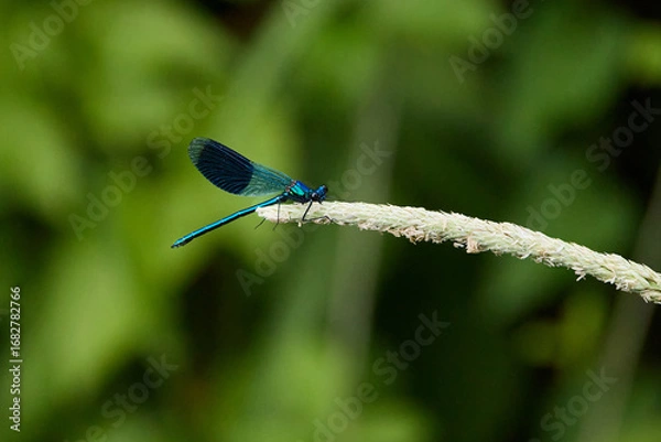 Fototapeta A male Banded Demoiselle damselfly (Calopteryx splendens) resting on a sedge flower against a blurred background.