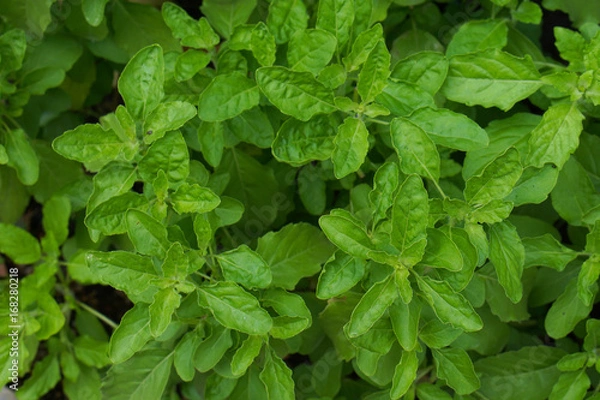 Obraz Basil leaves