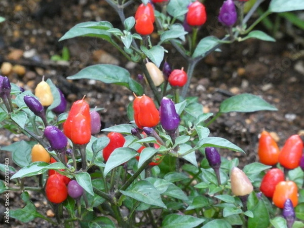 Fototapeta 赤や紫の実をつける植物