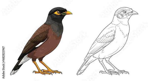 Fototapeta Detailed Common Myna Bird Coloring Page with Dual Style for Learning and Art Fun