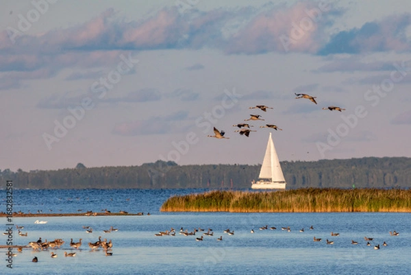 Obraz Abends am Bodden vor Zingst.