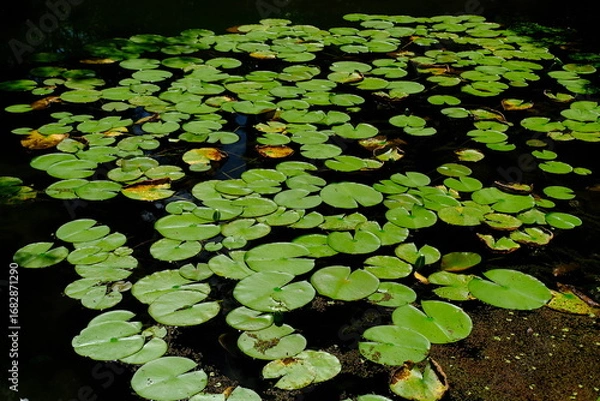 Fototapeta 日本、京都、平安神宮、神社、庭園、文化財、木造建築、古代建築、日本文化、歷史名勝、文化財、木、綠色、青空、写真素材