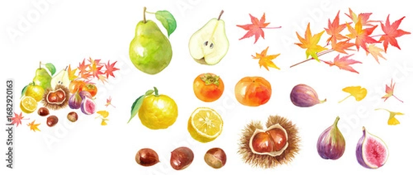 Obraz 紅葉を背景にした秋冬のフルーツの集合の水彩イラスト。構成要素（栗、柿、イチジク、洋梨、柚子、紅葉）の個別のアソート。 