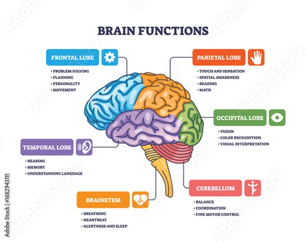 Fototapeta Brain functions are illustrated with labeled lobes, highlighting cortex, brainstem, and cerebellum roles. Outline diagram