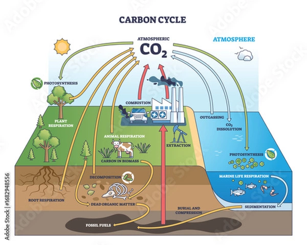 Fototapeta The carbon cycle shows CO2 movement through plants, animals, and the atmosphere, highlighting respiration, photosynthesis, and combustion. Outline diagram