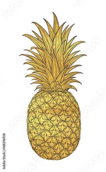 Fototapeta Hand drawn decorative pineapple. Stylized colorful fruit. Summer spring background, nature collection. Vector illustration