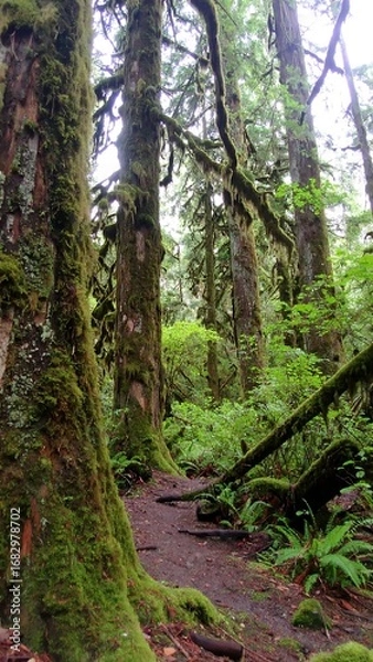 Obraz Lush forest path covered in moss