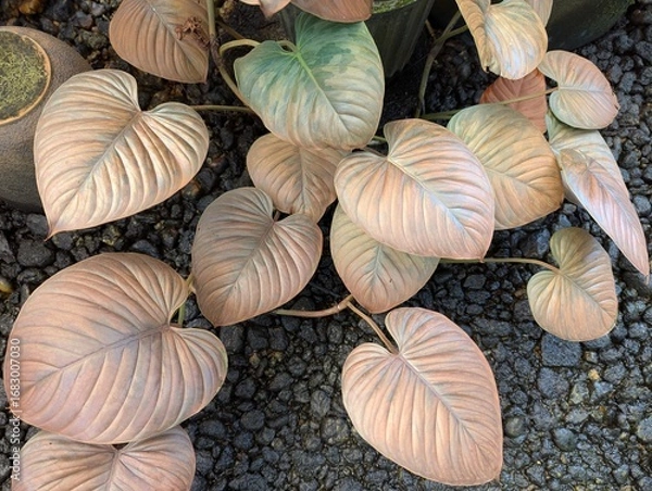 Obraz Heart-shaped Philodendron mamei leaves with metallic sheen. no filter. not AI