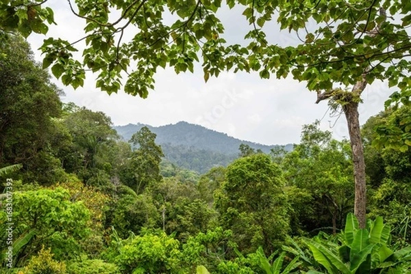Obraz tropical forest 