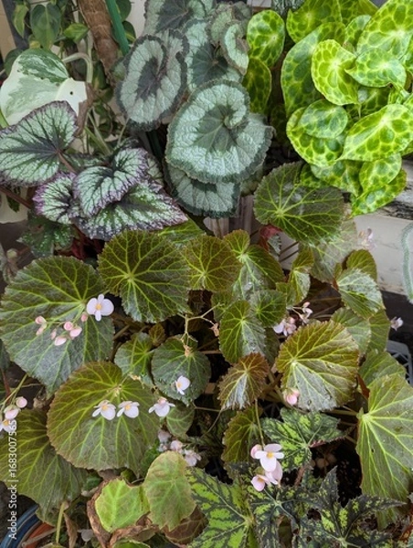 Obraz Variety of begonia leaves in different shades of green