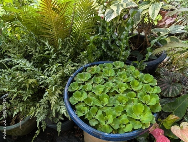 Obraz A bowl of water lettuce (Pistia stratiotes) surrounded by different types of ferns in the garden