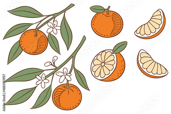 Fototapeta Fresh orange. Big vector collection of fresh oranges. Orange fruit isolated on white background.
