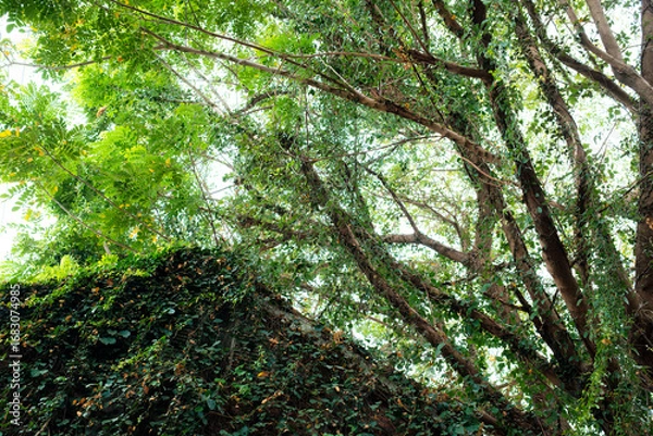 Fototapeta Large tree branch with green leaves canopy and climbing ivy covered wall with sunlight shining through in tropical forest