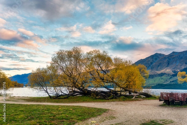Fototapeta Willow tree with yellow leaves in autumn by Lake Wakatipi and mountain range in the evening at Glenorchy, New Zealand