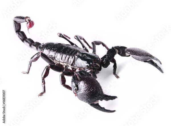Fototapeta scorpion
