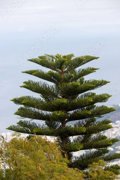 Fototapeta branches of a pine tree in Rio de Janeiro.
