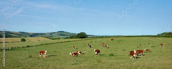 Fototapeta red and white spotted cows in dorset countryside near jurassic coast in England