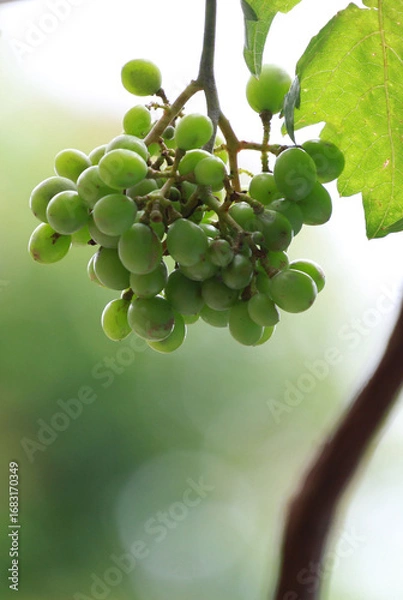 Obraz Imperfect grapes