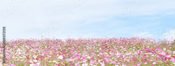 Obraz 一面に広がるコスモス畑