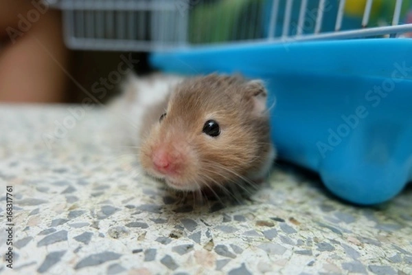 Obraz Close-up of a tiny hamster walking, selective focus.
