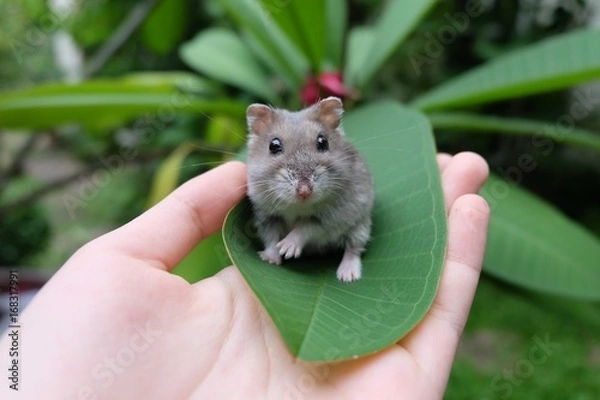 Obraz Close-up of a tiny winter white hamster looking at the camera while sitting on a green leaf