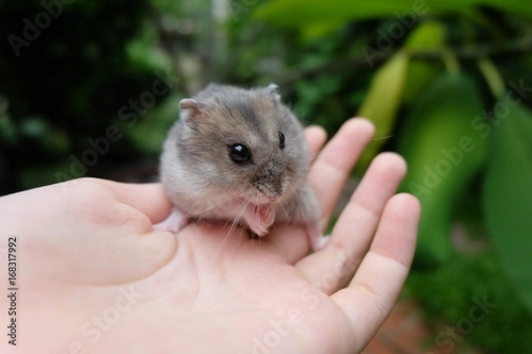 Obraz Close-up of a tiny winter white hamster on a girl hand