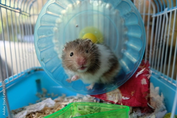 Obraz A tiny black and white syrian hamster on a running wheel in a dirty cage
