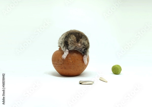 Obraz A fluffy winter white hamster climbing a small clay pot isolated on white background