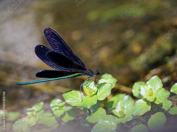 Obraz 美しいハグロトンボの雄