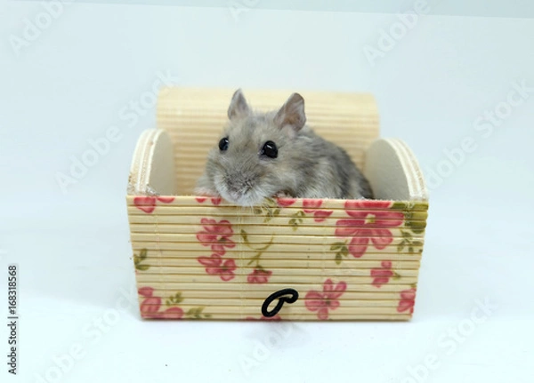 Obraz A fluffy winter white hamster sitting in a lovely box isolated on white background