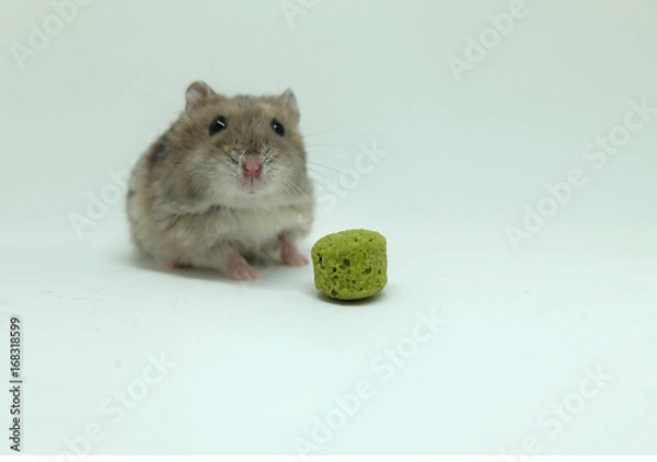 Obraz A fluffy winter white hamster with food isolated on white background