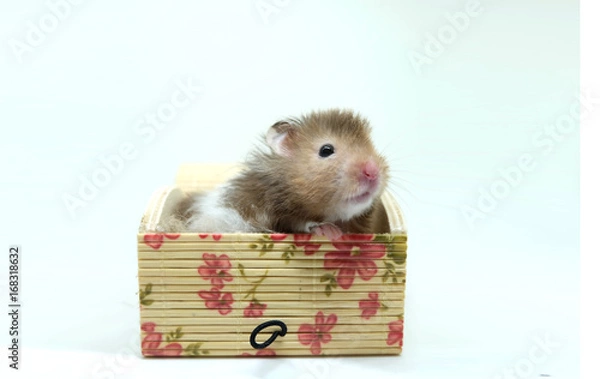 Obraz A fluffy syrian hamster sitting in a lovely box isolated on white background