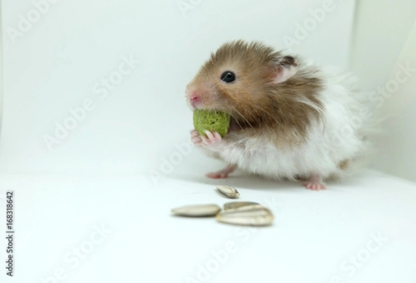 Obraz A greedy syrian hamster eatting food isolated on white background