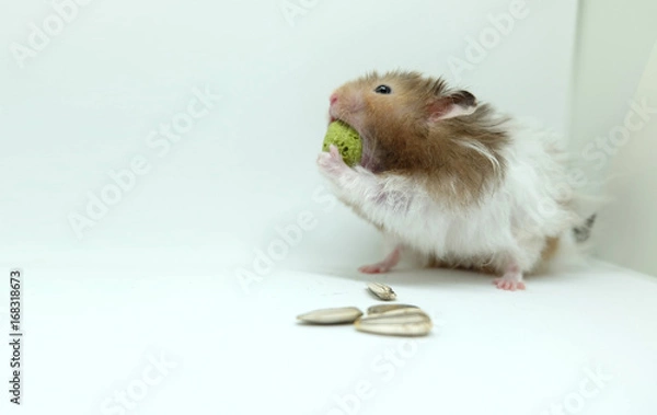 Obraz A syrian hamster greedily eatting food isolated on white background