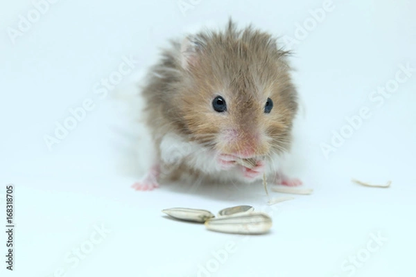 Obraz A greedy syrian hamster eatting sunflower seed isolated on white background