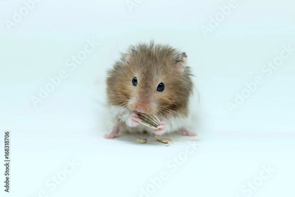 Obraz A greedy syrian hamster eatting sunflower seed isolated on white background