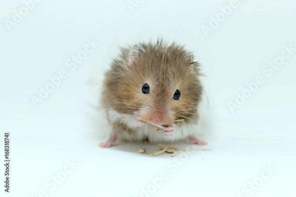 Obraz A greedy syrian hamster eatting seed isolated on white background